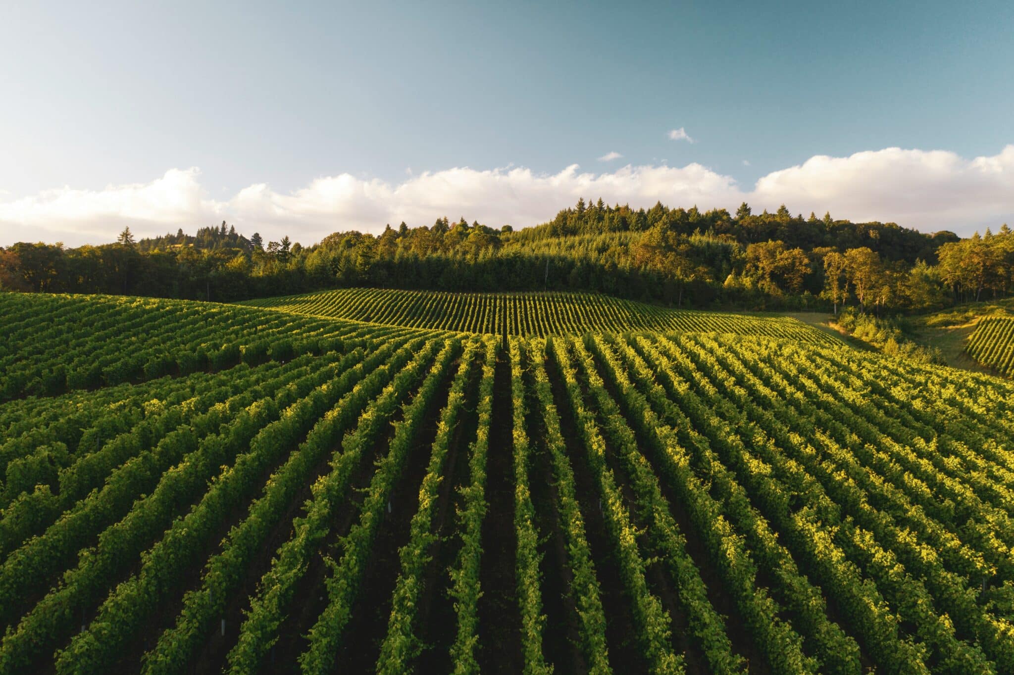 field with crops